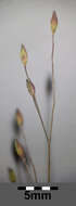 Image of witch grass