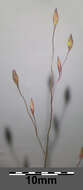 Image of witch grass