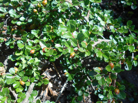 Image of Prostrate cotoneaster