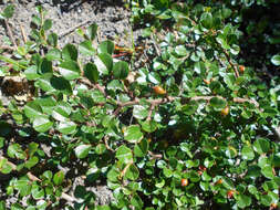 Plancia ëd Cotoneaster atropurpureus K. E. Flinck & B. Hylmö