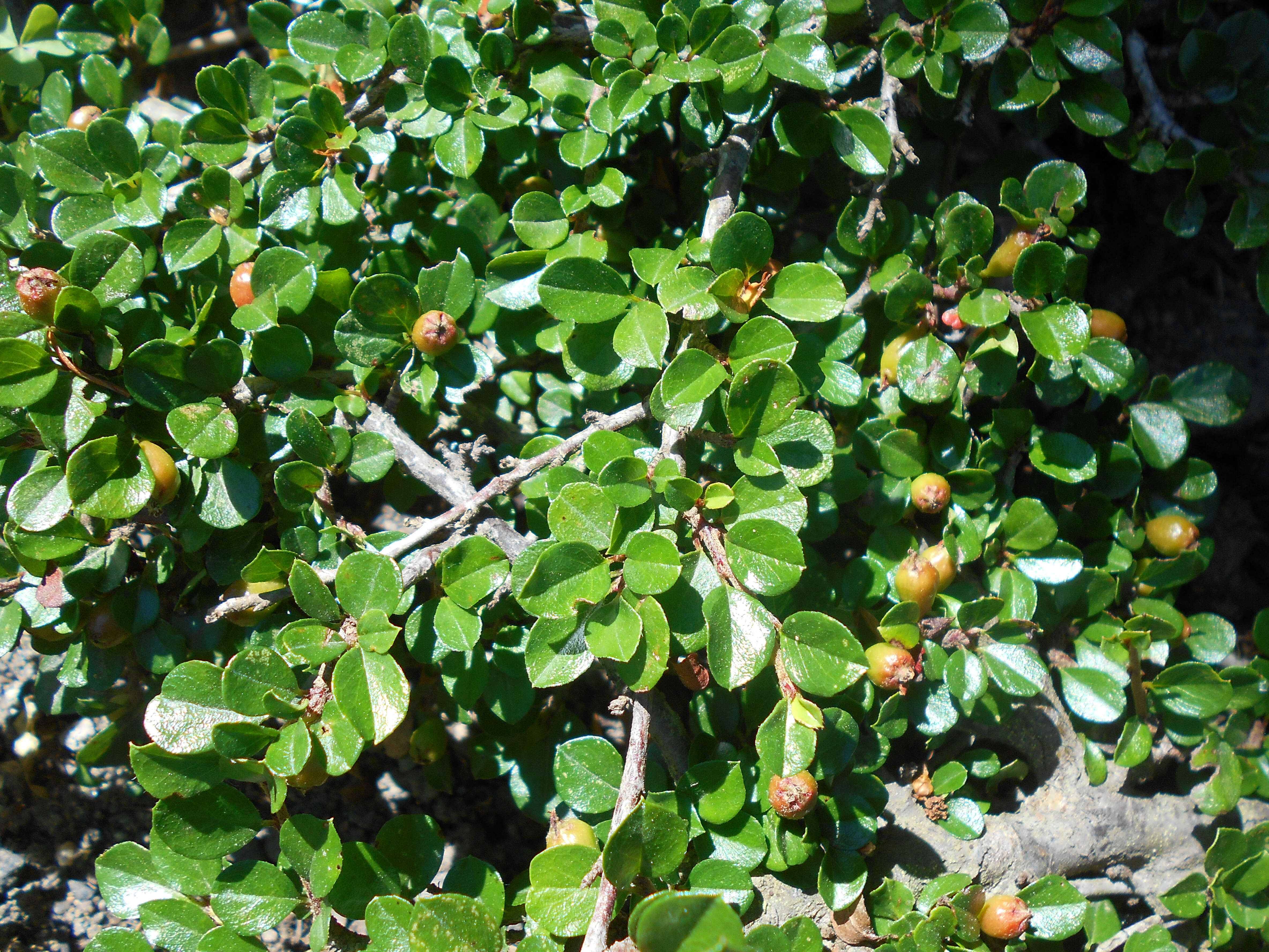 Plancia ëd Cotoneaster atropurpureus K. E. Flinck & B. Hylmö