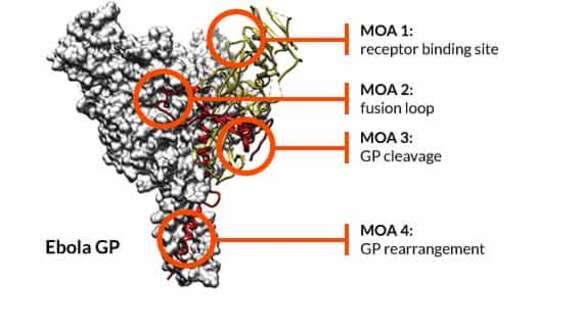 Image of Ebolavirus