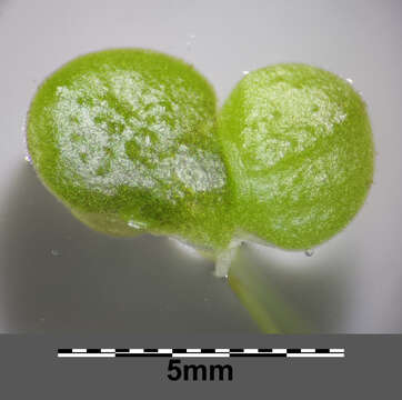 Image of Fat Duckweed