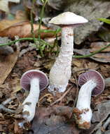 Image of Laccaria ochropurpurea (Berk.) Peck 1897