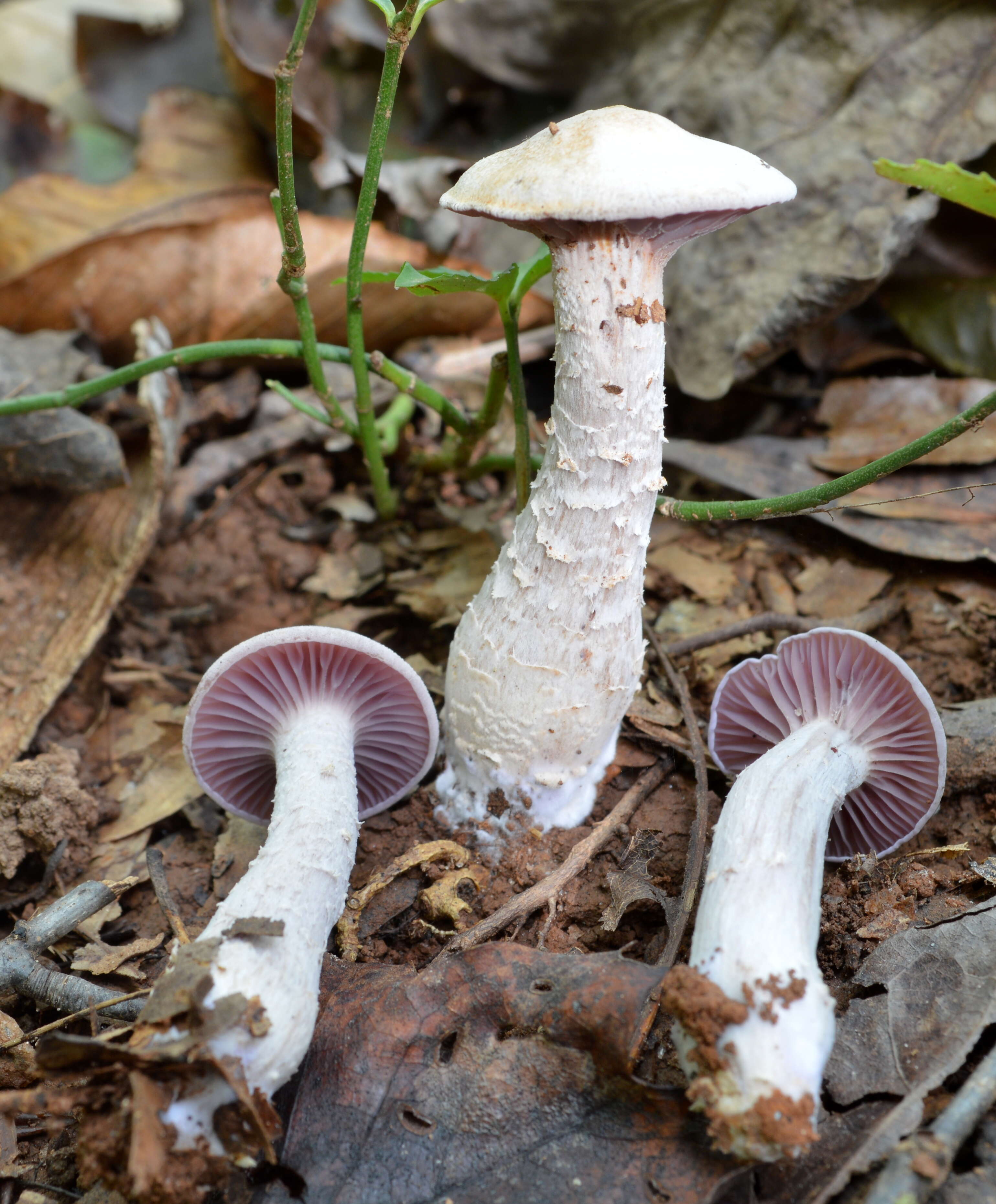 Image de Laccaria ochropurpurea (Berk.) Peck 1897