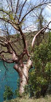 Image of gumbo limbo