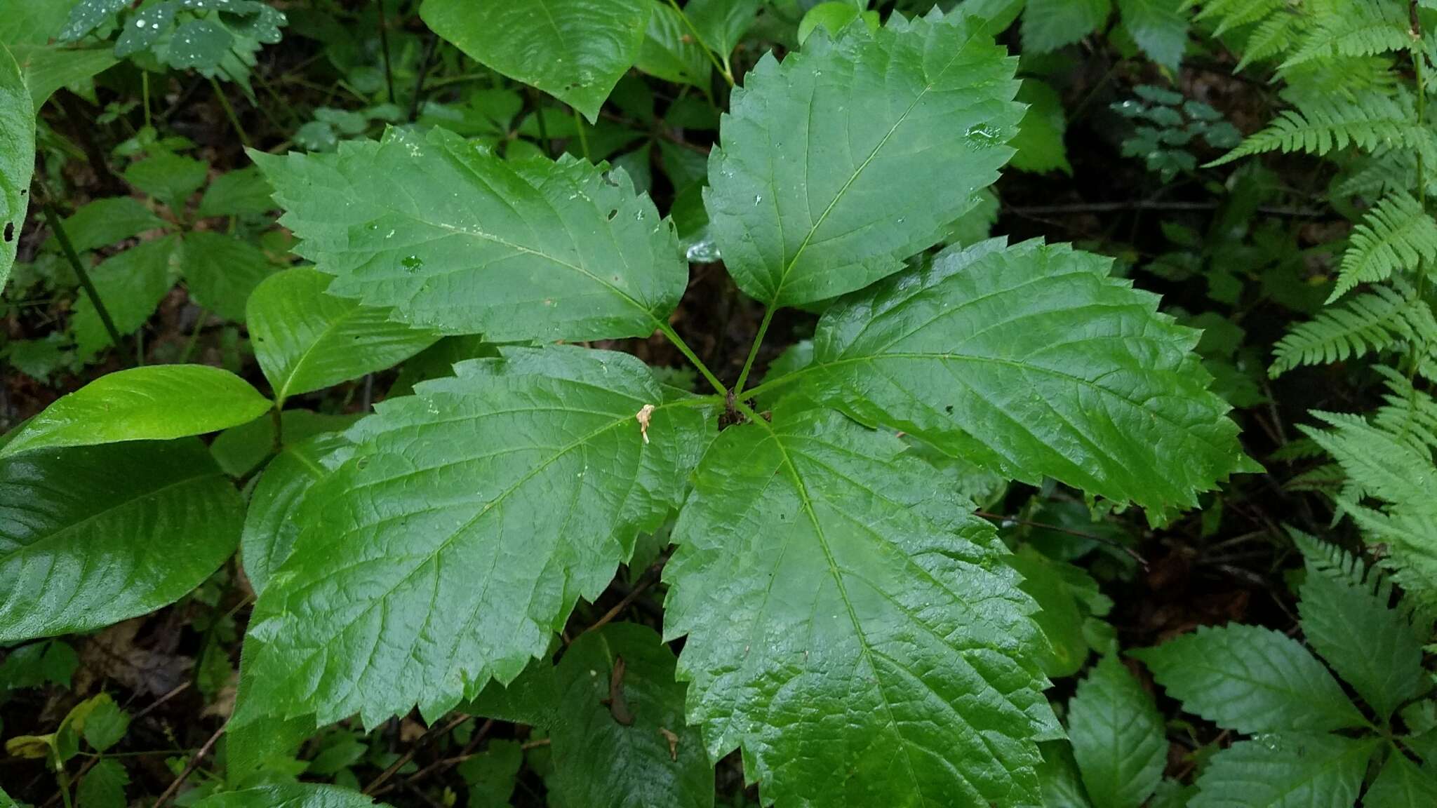 Image de vigne vierge commune