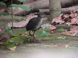 Image of White-breasted Waterhen