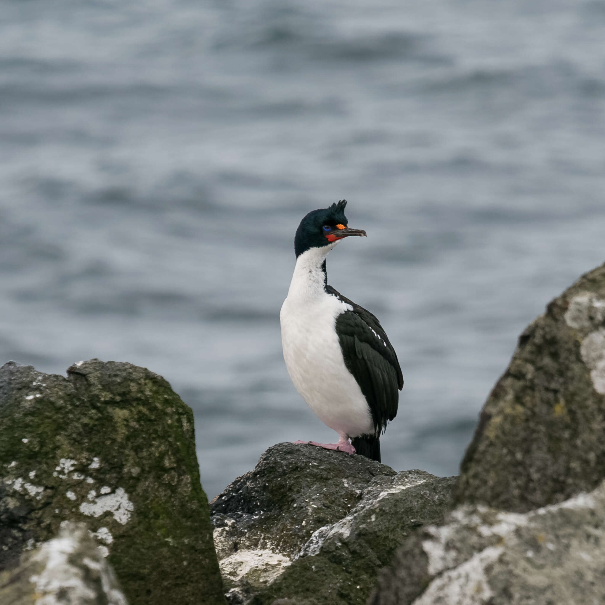 Image of Chatham Island shag