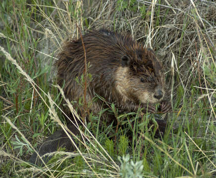 Image of beavers