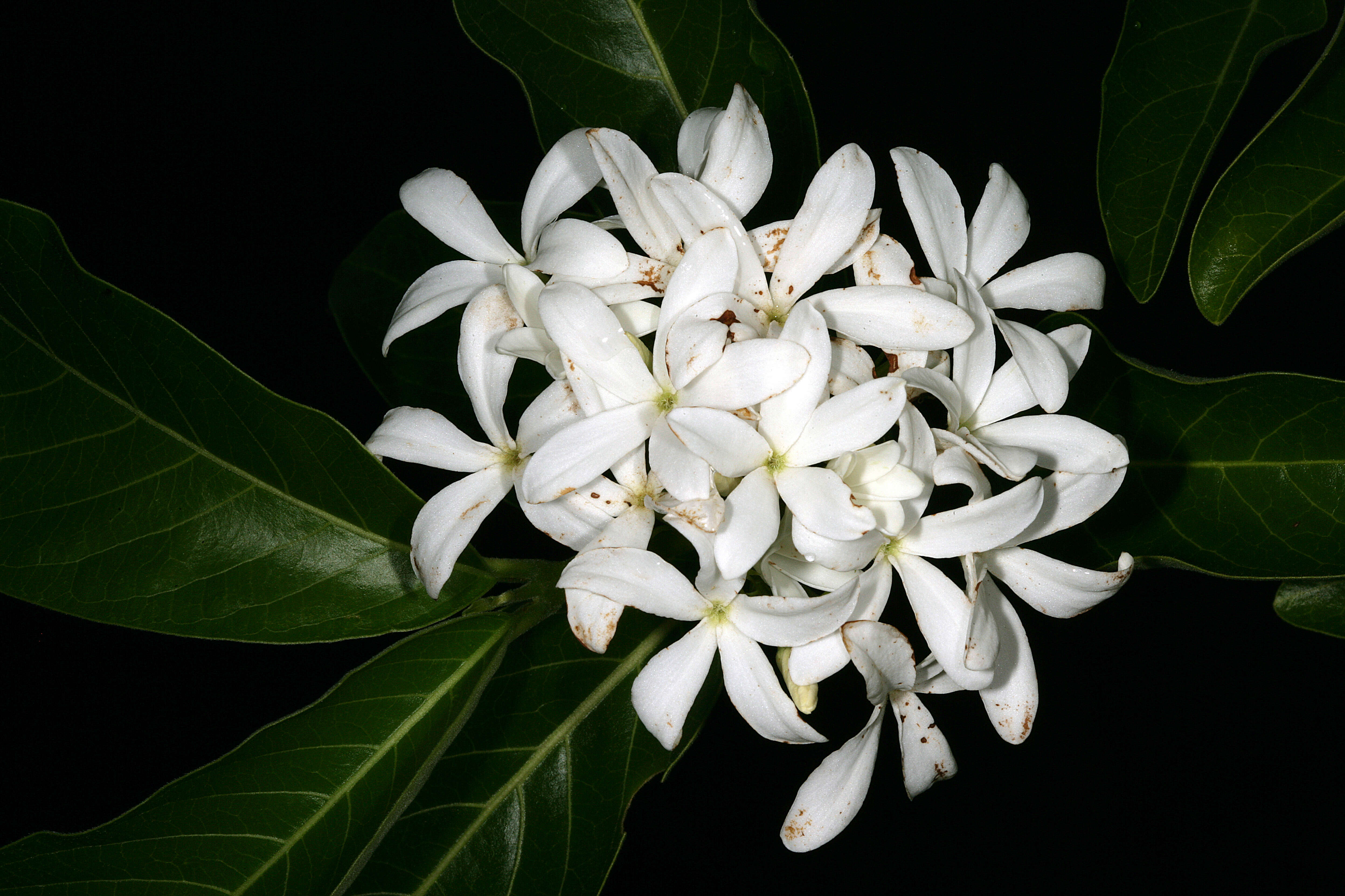 Image of Bitter Oleander