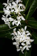 Image of Bitter Oleander