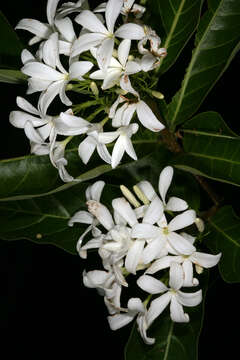 Image of Bitter Oleander