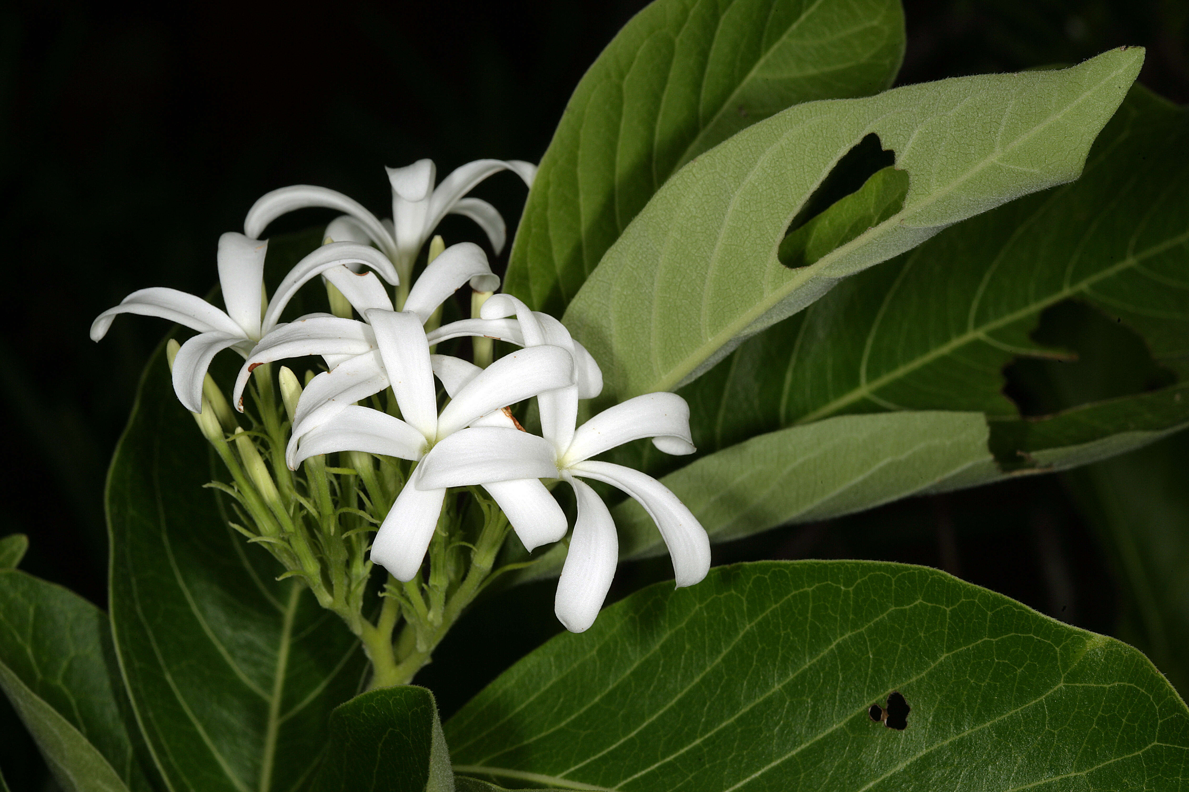 Image of Bitter Oleander