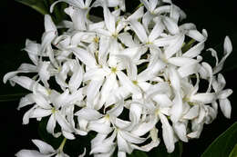 Image of Bitter Oleander