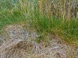 Image of Festuca eskia Ramond ex DC.