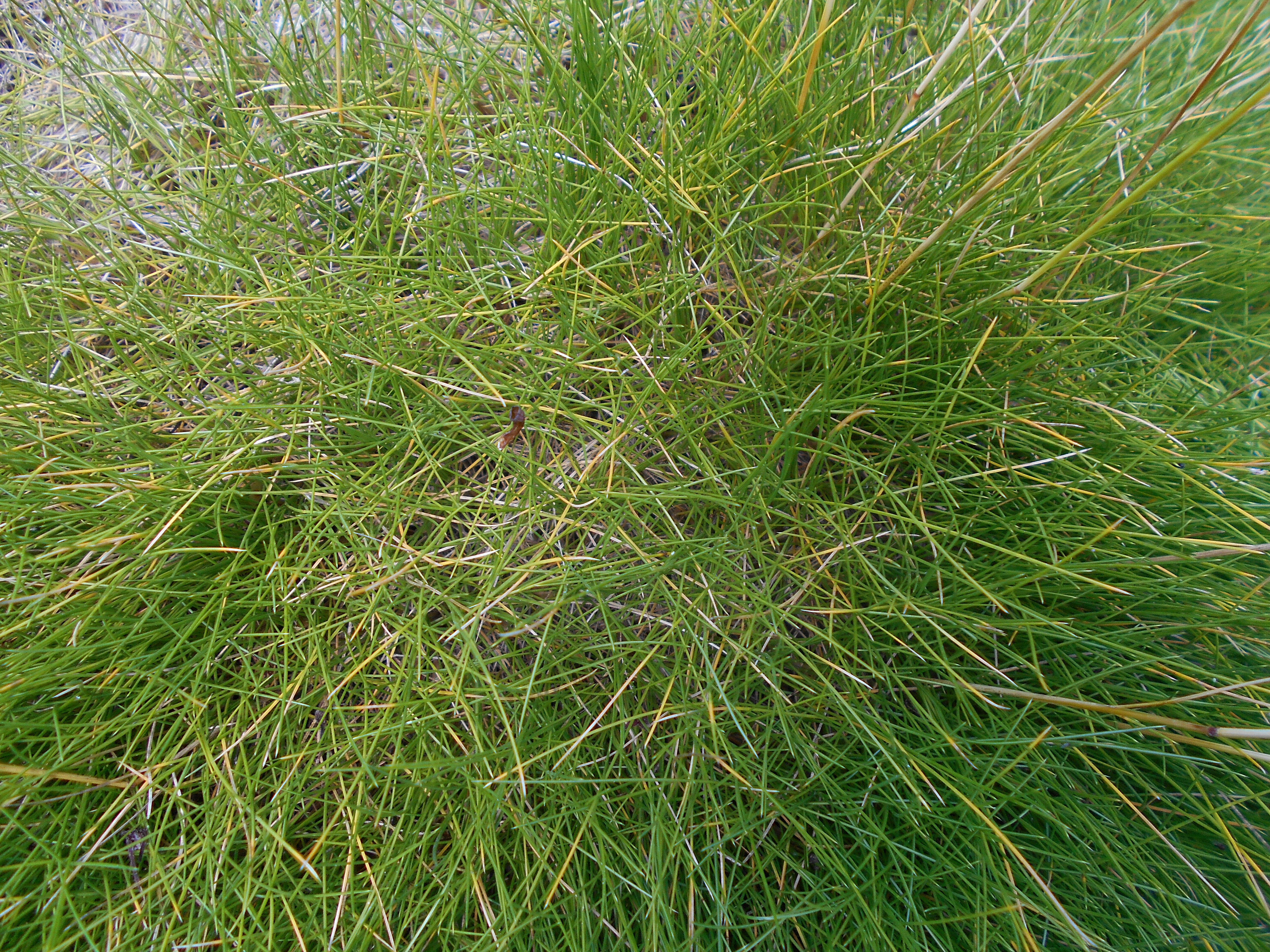 Image of Festuca eskia Ramond ex DC.