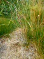 Image of Festuca eskia Ramond ex DC.