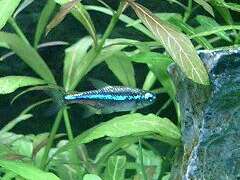 Image of green neon tetra