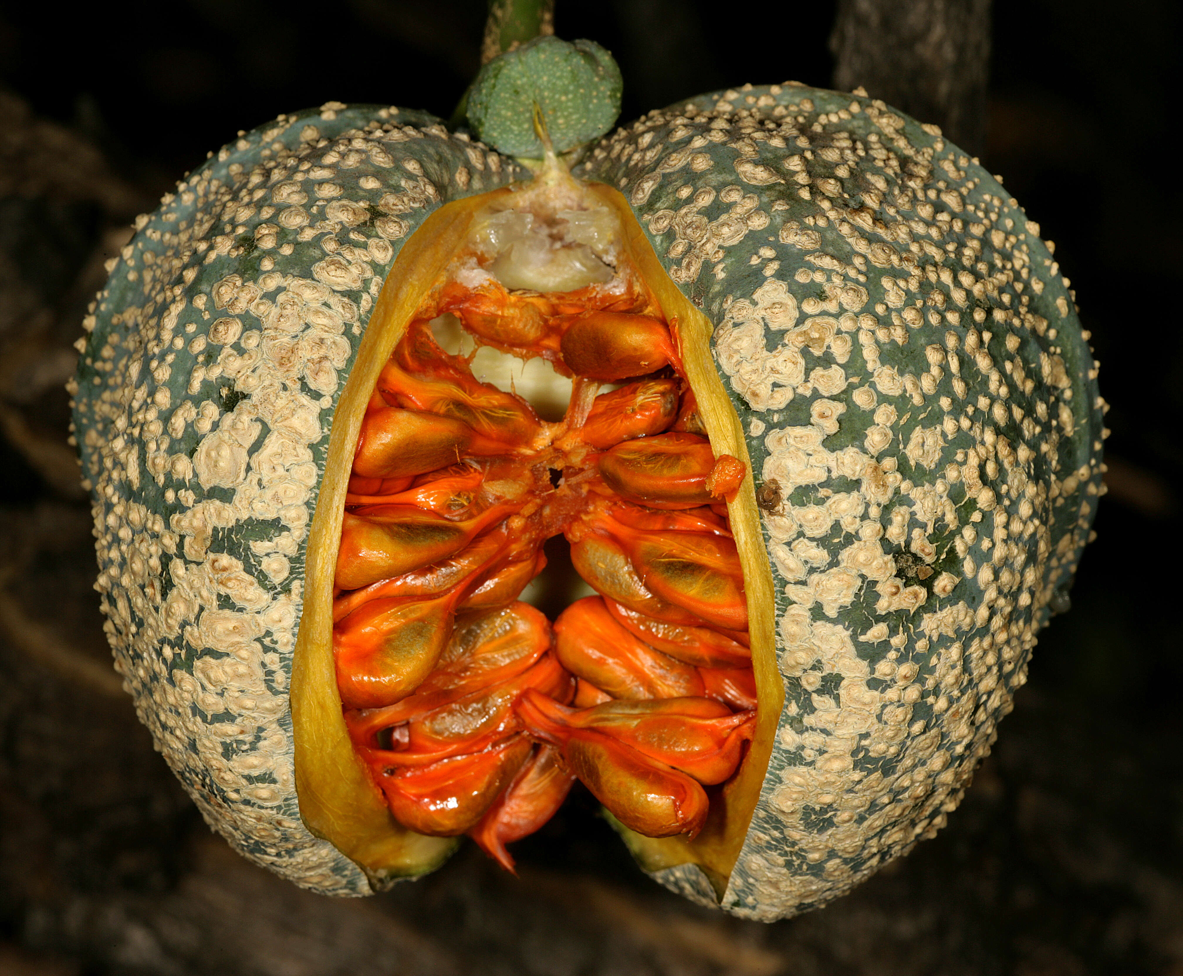 Image of Toad-tree