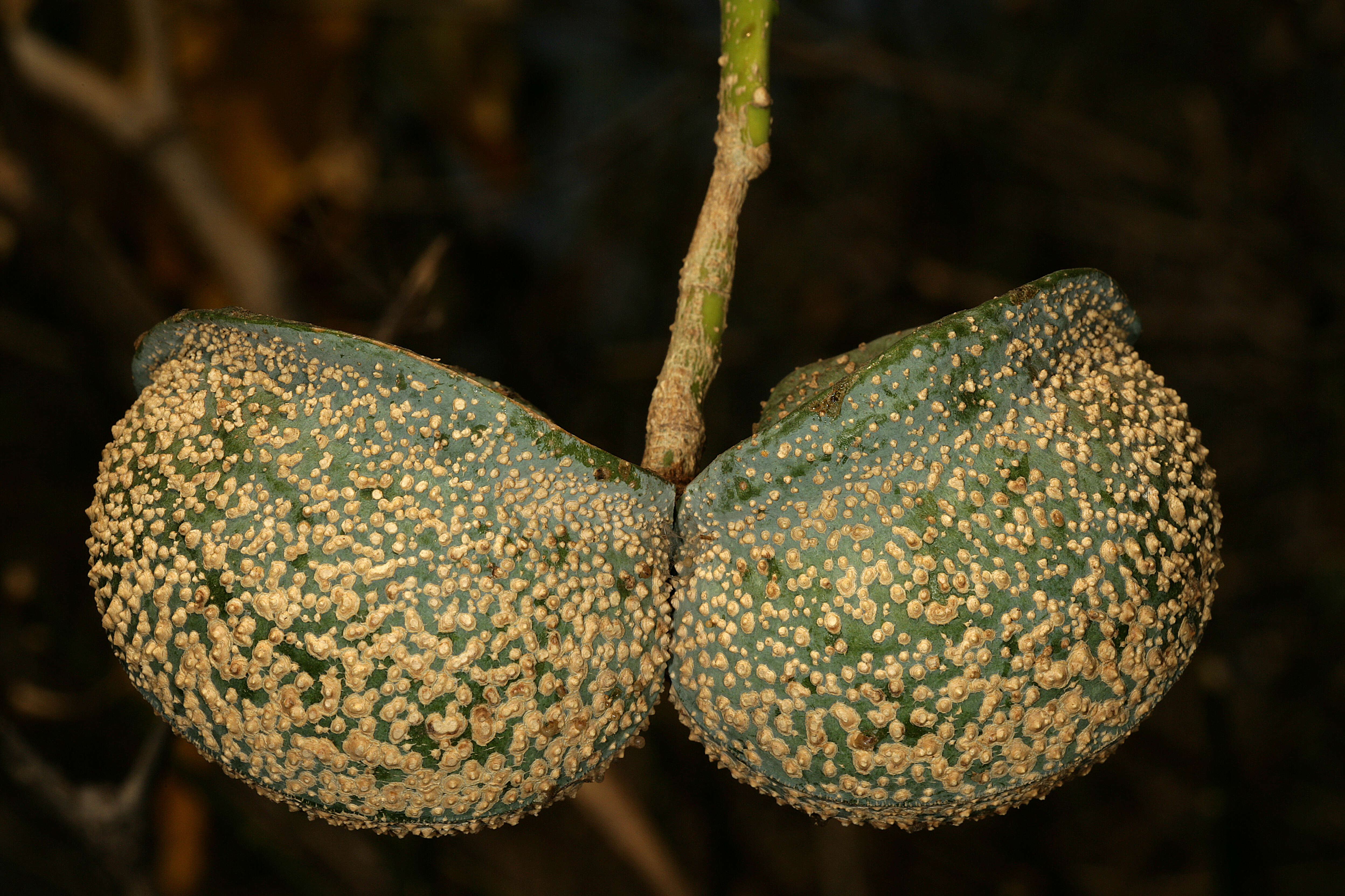 Image of Toad-tree