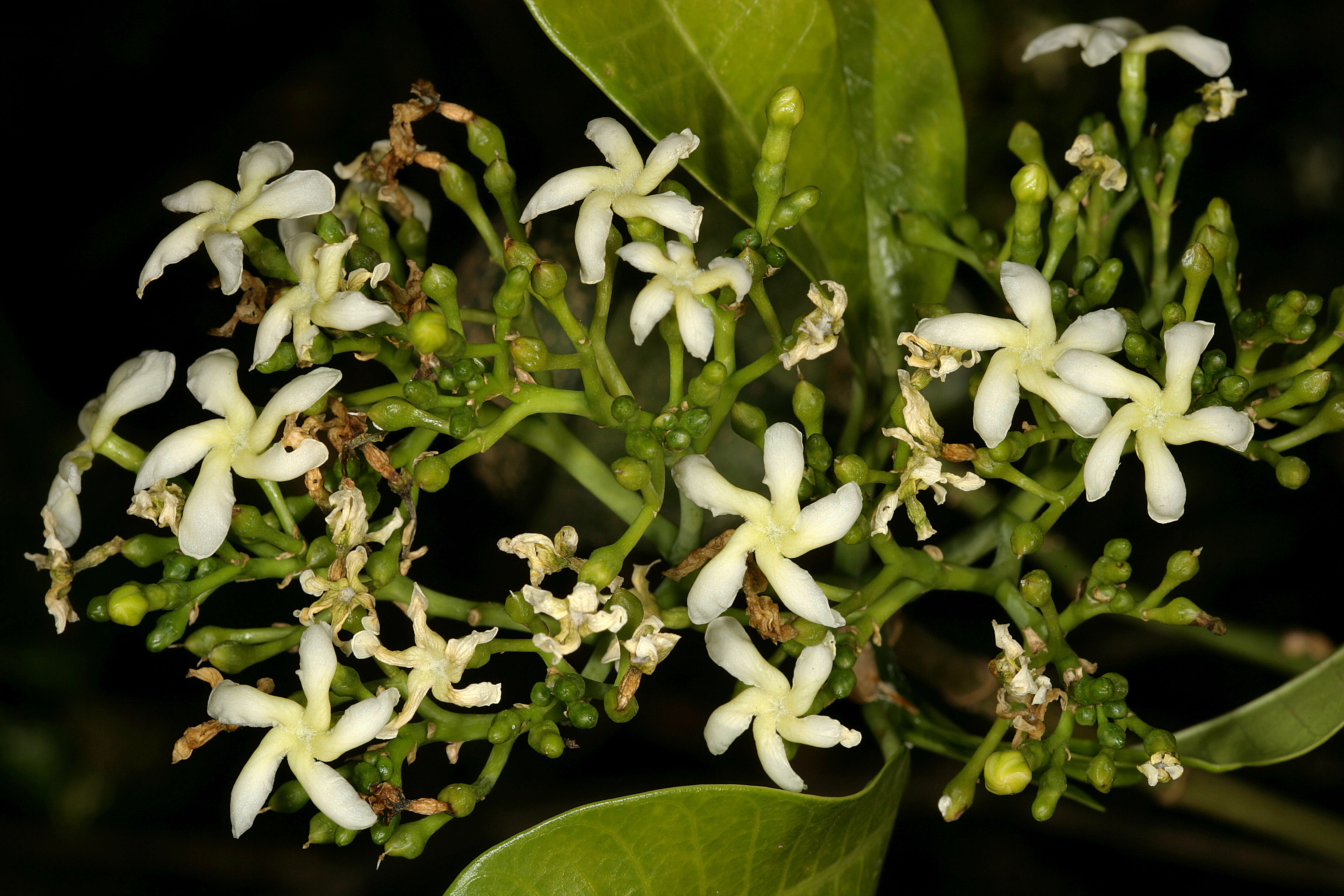 Image of Toad-tree