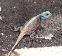 Image of Black-necked Agama