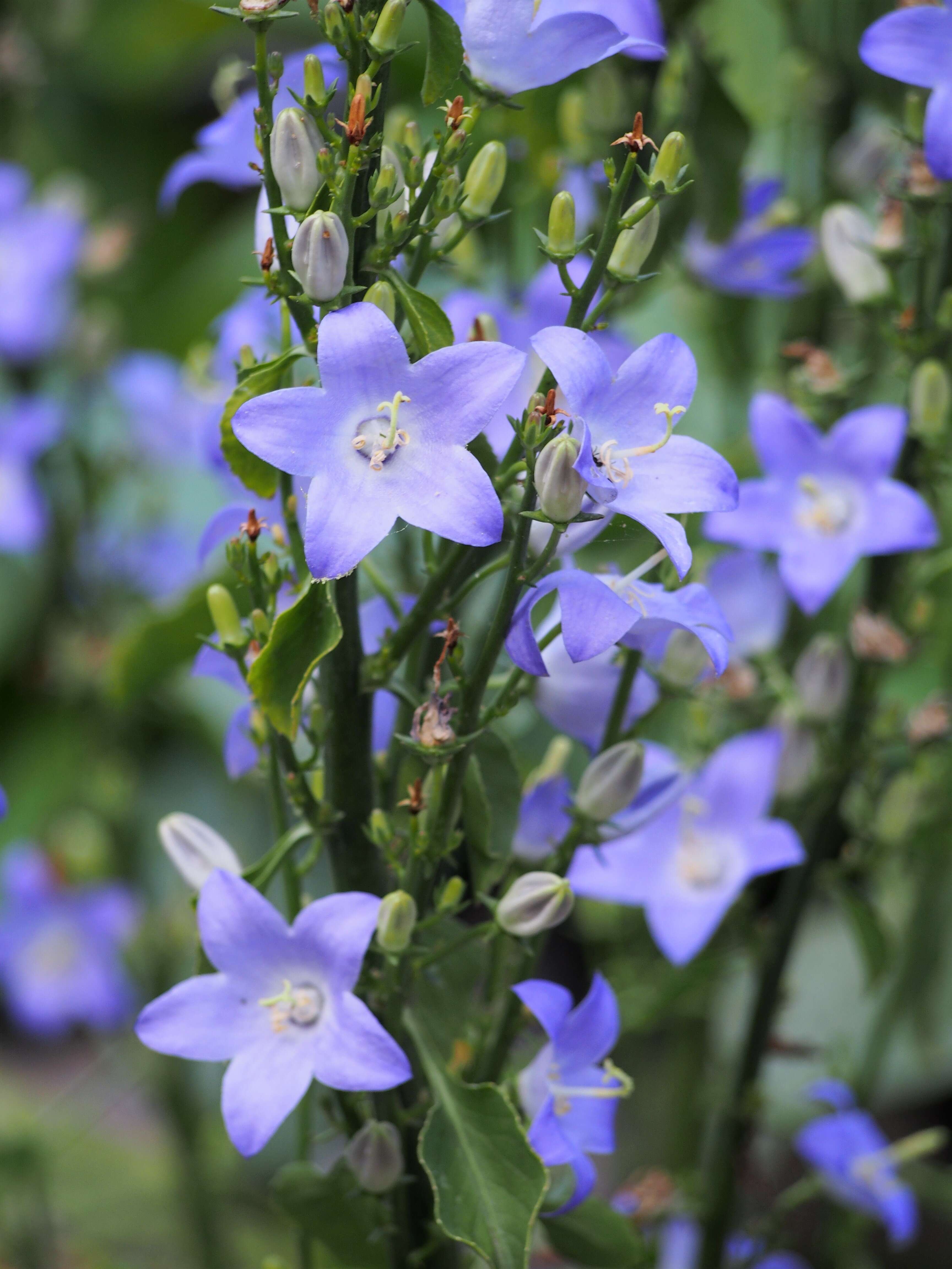 Image de Campanula pyramidalis L.