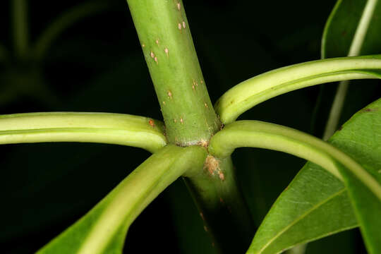 Image of Quinine tree