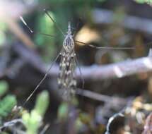 Image of Tipula (Savtshenkia) confusa van der Wulp 1883