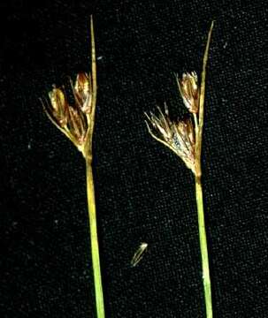 Juncus drummondii E. Mey. resmi