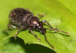 Image of Cribrate Weevil