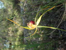 Image of Carbunup king spider orchid