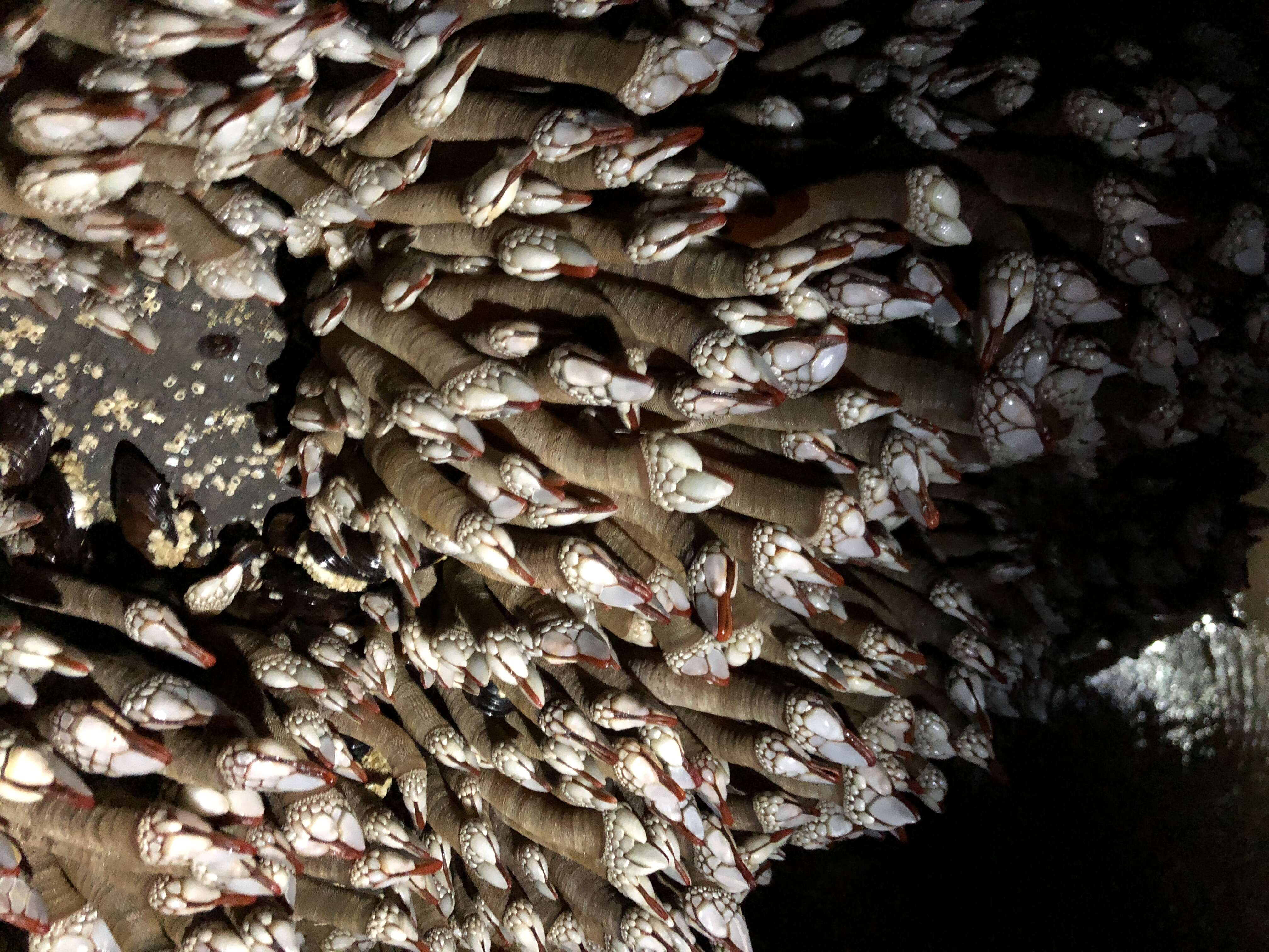 Image of goose neck barnacle