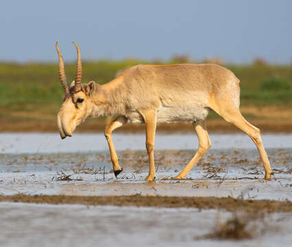 Image of Saigas