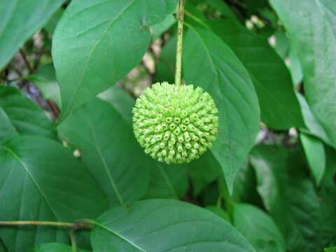 Image of common buttonbush