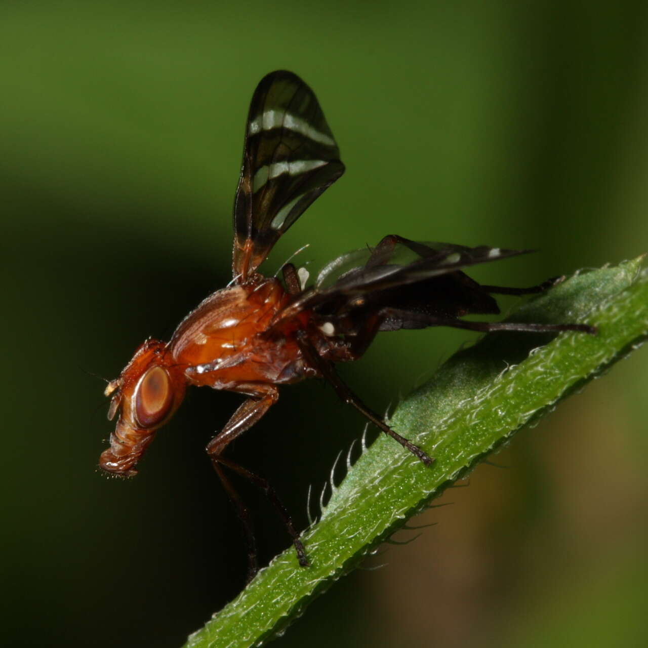 Image of picture-winged flies