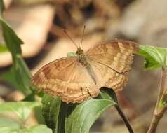 Image of chocolate pansy