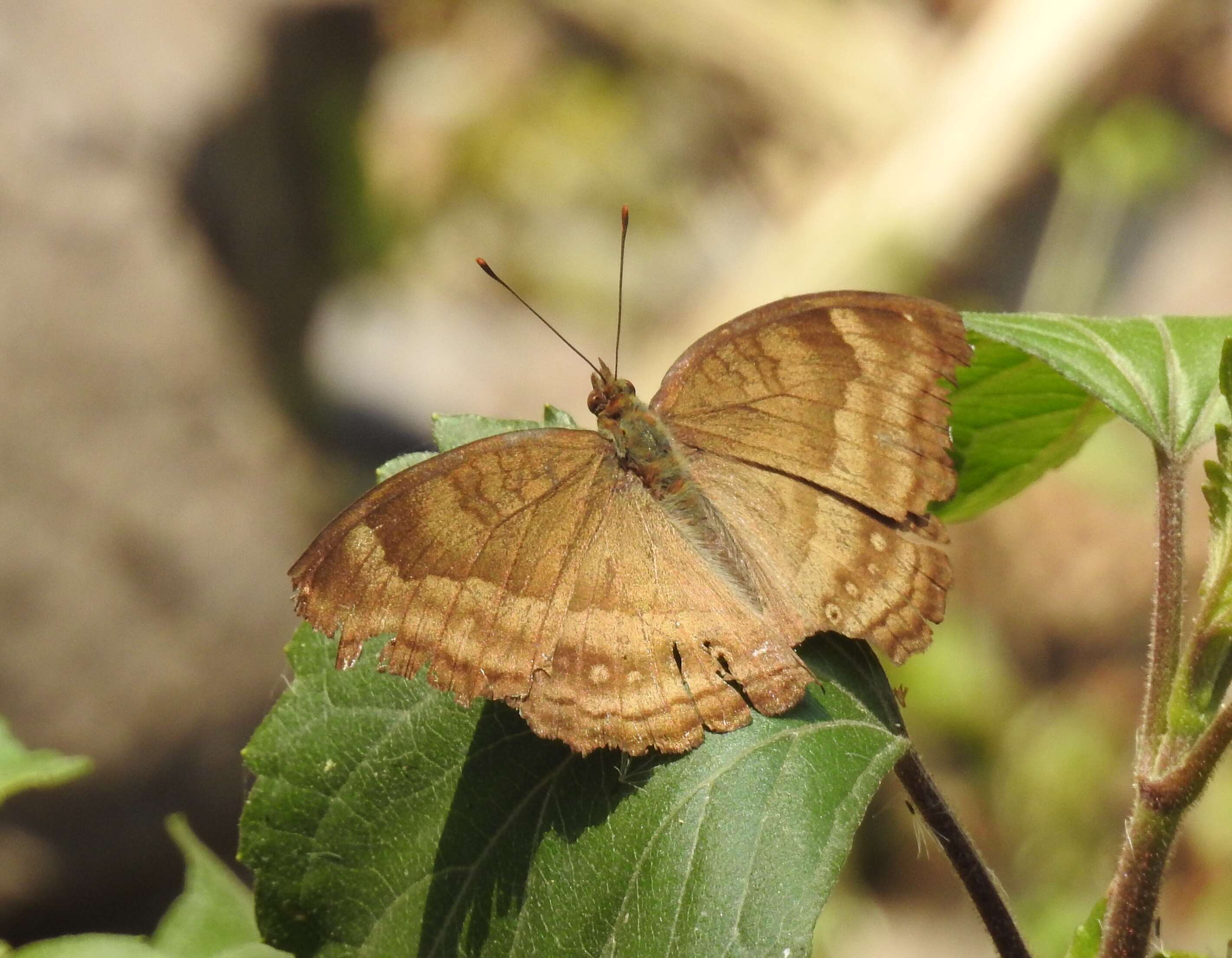 Image of chocolate pansy