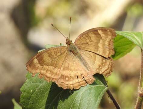 Image of chocolate pansy