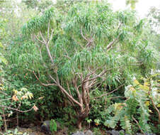 Image of Dracaena kaweesakii Wilkin & Suksathan