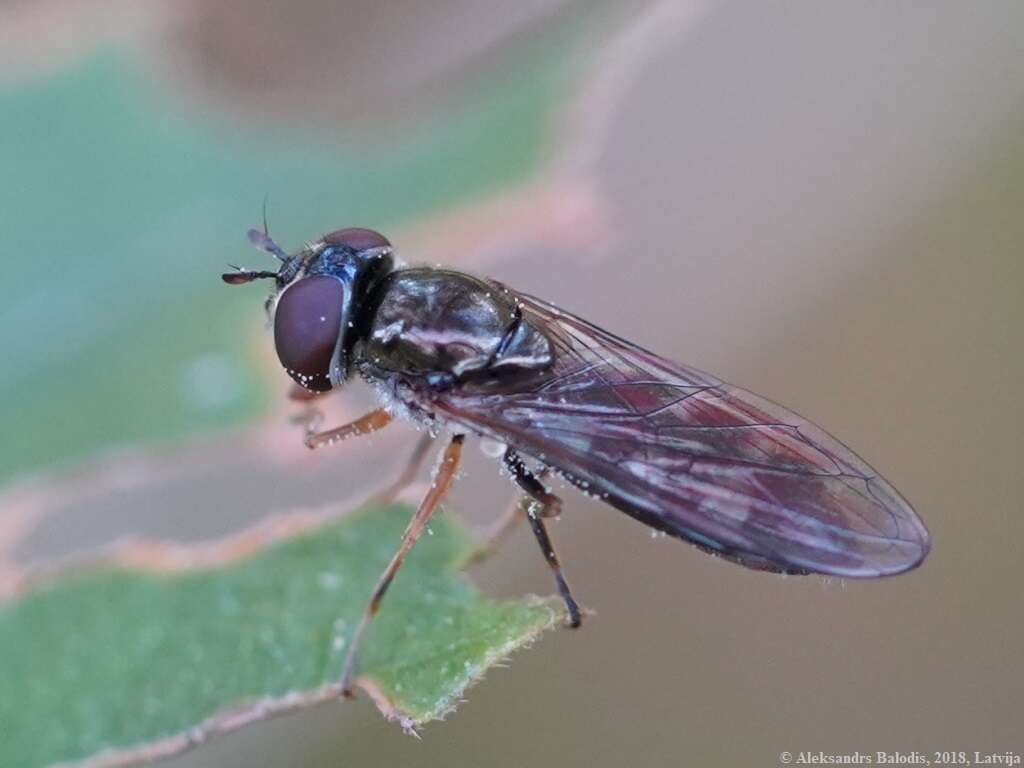 Image of <i>Platycheirus ambiguus</i>