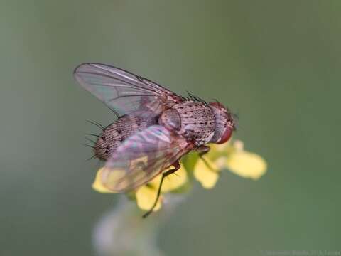 صورة Siphona geniculata (De Geer 1776)