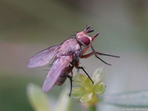 صورة Siphona geniculata (De Geer 1776)