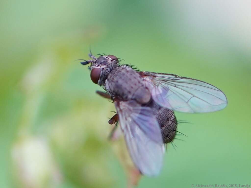 صورة Siphona geniculata (De Geer 1776)