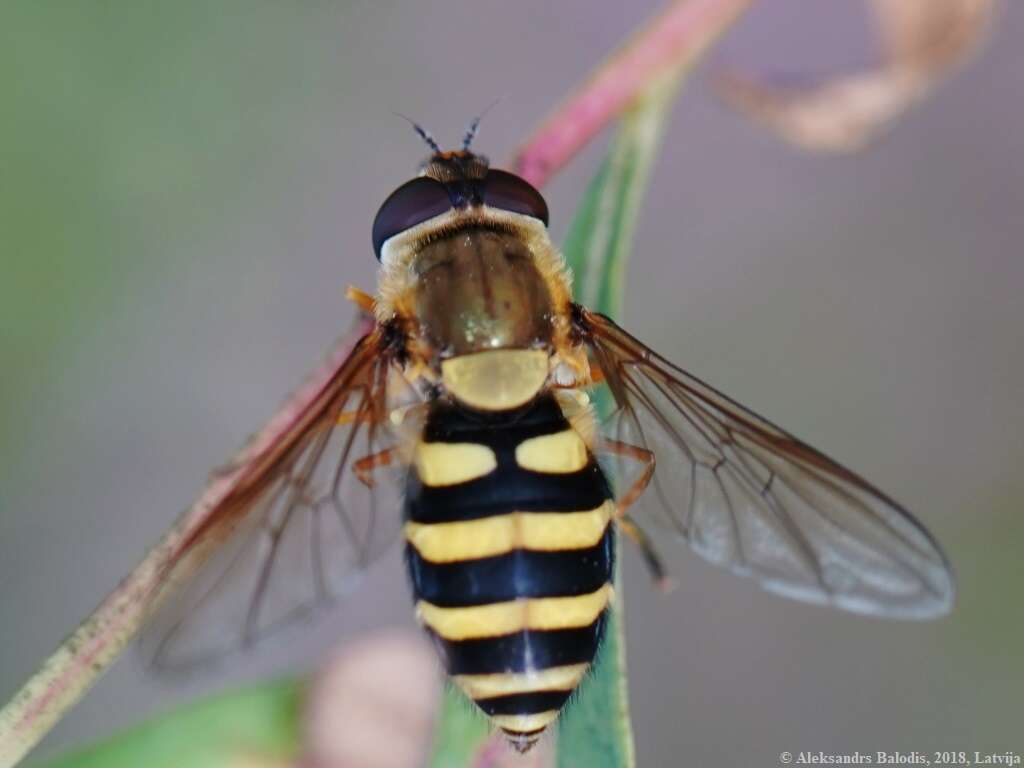 Plancia ëd Syrphus ribesii (Linnaeus 1758)