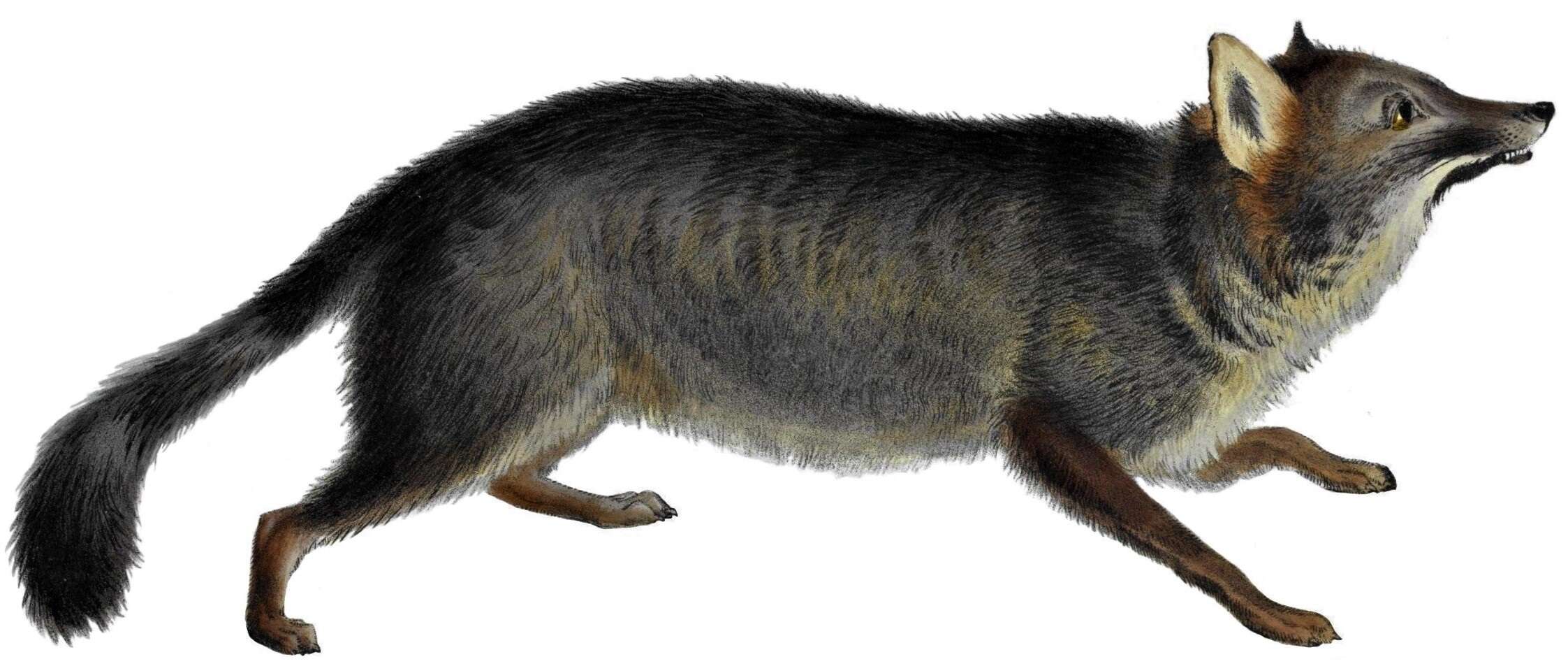 Image of Darwin's Fox