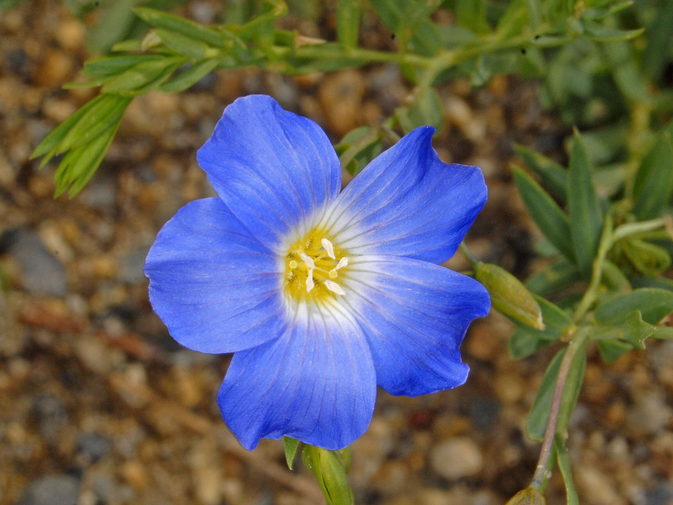 Imagem de Linum alpinum Jacq.