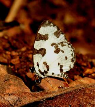 Image of Angled Pierrot