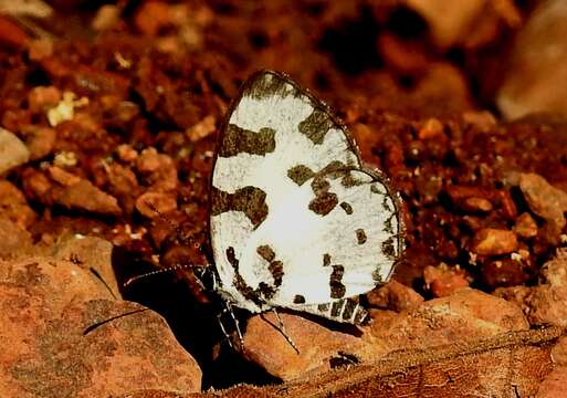 Image of Angled Pierrot